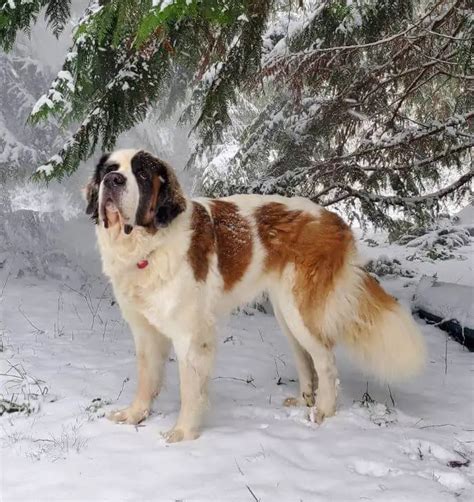 15 Best Dog Breeds for Cold Weather - ilovedogscute.com