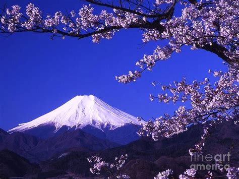 Mount Fuji Cherry Blossom