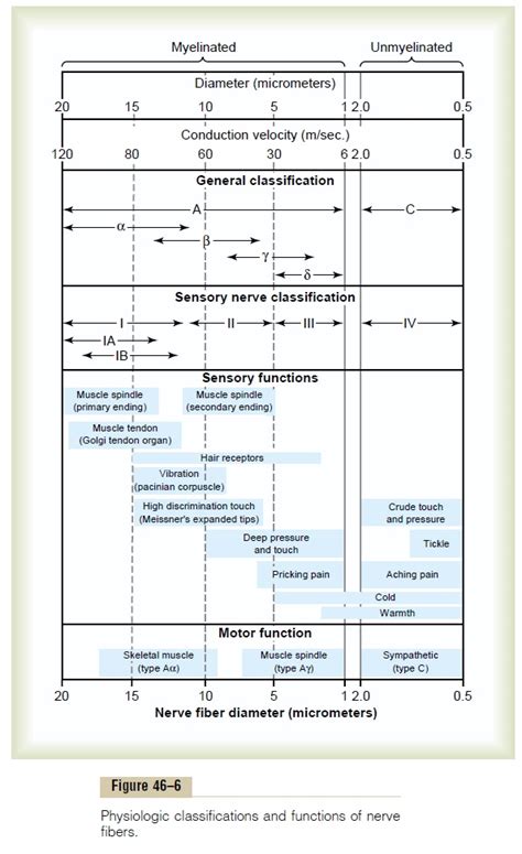 Nerve Fibers That Transmit Different Types of Signals, and Their ...
