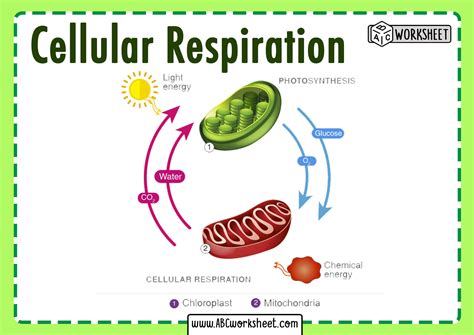 Cellular Respiration Reactants - ABC Worksheet