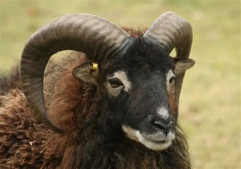 A-Z Soay Sheep: Origin, Characteristics, Feed, Cost & More - Sand Creek ...