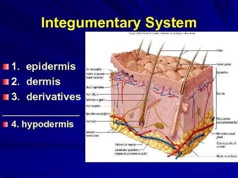 The Integumentary System A Skin 1 Anatomy 2