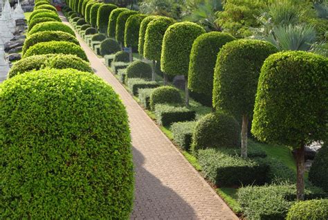 Walkway bordered with a series of small topiary trees; they look like ...