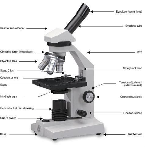 The Compound Light Microscope Diagram | Quizlet