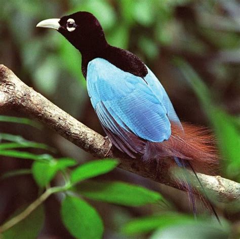 Breathtaking Blue Bird Of Paradise Dances Gracefully As It Shows Off ...