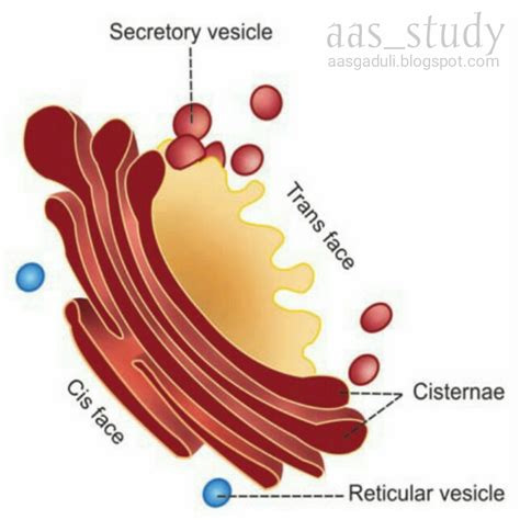 golgi apparatus - DrBeckmann