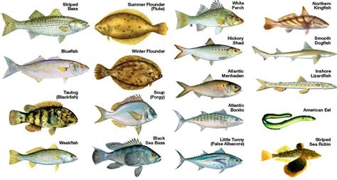 Common Fish Species for Saltwater Lure Fishing