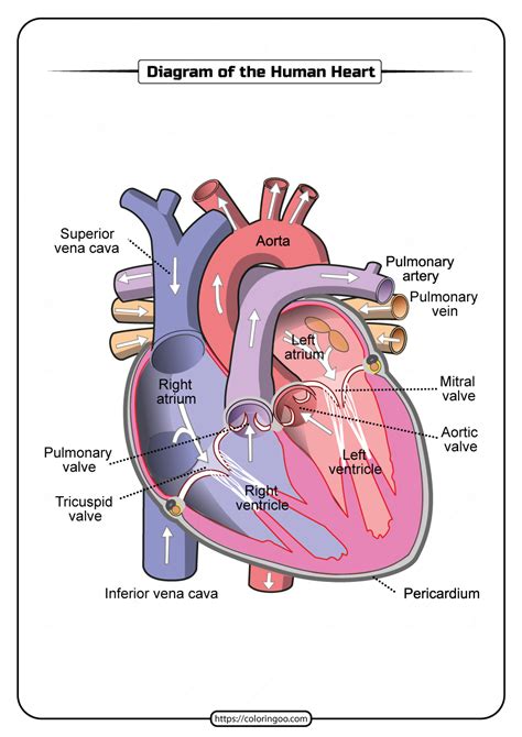 Free Printable Diagram of the Human Heart Biology Facts, Study Biology ...