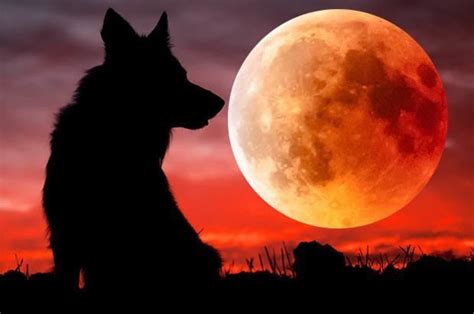 Super Blood Wolf Moon 2019: How to watch it and what time does it start ...