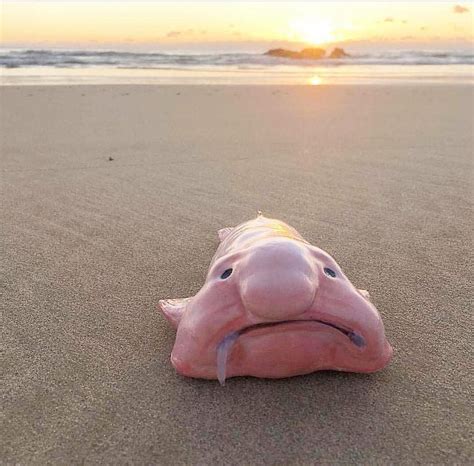 The blobfish is a deep sea fish of the family Psychrolutidae. It ...