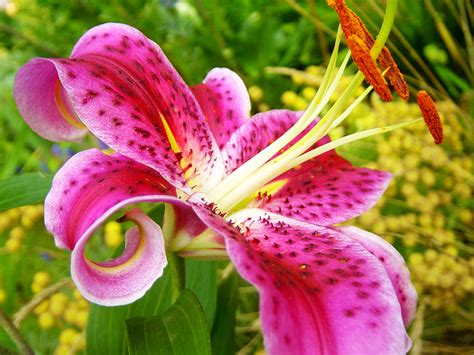 File:Stargazer Lily.jpg - Wikipedia