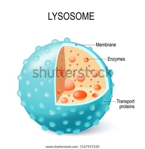 1.159 afbeeldingen voor Lysosome: afbeeldingen, stockfoto‘s en vectoren ...