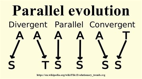 Parallel evolution - YouTube