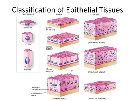 Epithelial Skin Cells