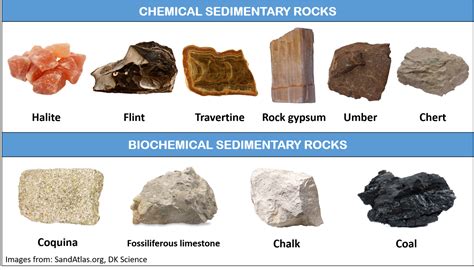 Organic Sedimentary Rocks Examples