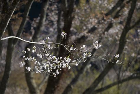 Taman Bunga Sakura akan Hadir di Indonesia | Republika Online