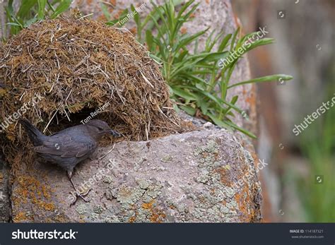 American Dipper At A Nest, Yellowstone National Park Bird Watching ...