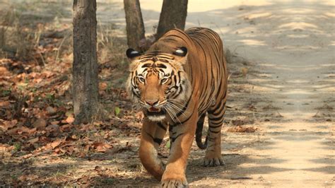 Sariska National Park & Tiger Reserve Rajasthan