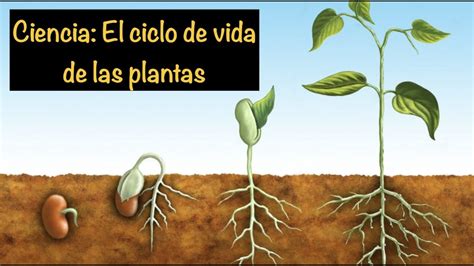 Ciencia: El ciclo de vida de las plantas - YouTube