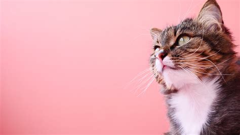 Pink Cat Wallpapers - 4k, HD Pink Cat Backgrounds on WallpaperBat