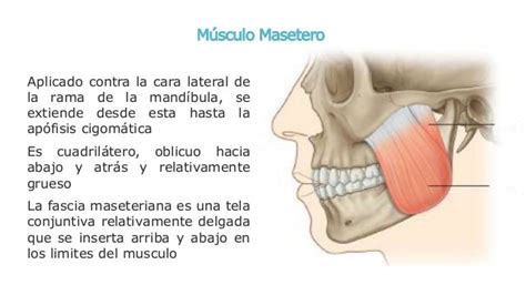 Músculo masetero: función, origen e inserción, inflamación y más