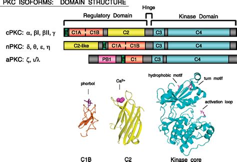 Structural Basis of Protein Kinase Cα Regulation by the C-Terminal Tail ...