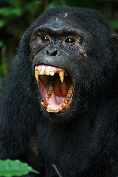 Bizarre Bondo Apes Facts (Aka 'Bili Apes') - Fact Animal