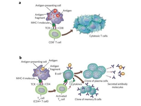 Major Histocompatibility complex & Antigen Presentation and Processing