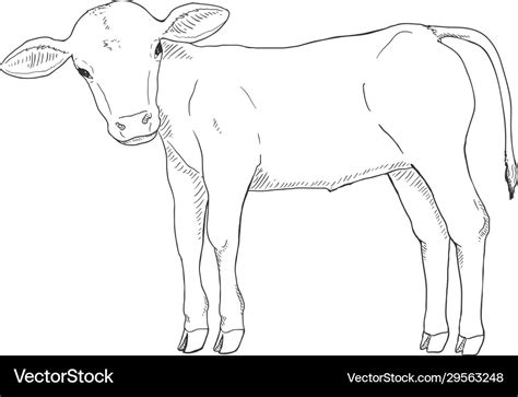 Sketch calf hand drawn Royalty Free Vector Image