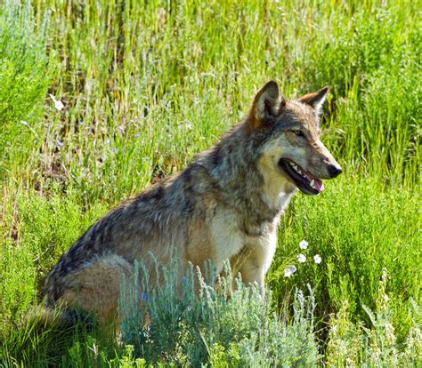 Photos by David Douglas: Yellowstone Wolves