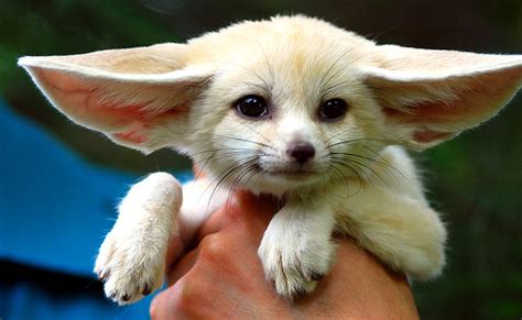 Fennec Fox - Fox Photo (24576624) - Fanpop