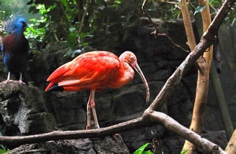 Scarlet Ibis - Description, Habitat, Image, Diet, and Interesting Facts