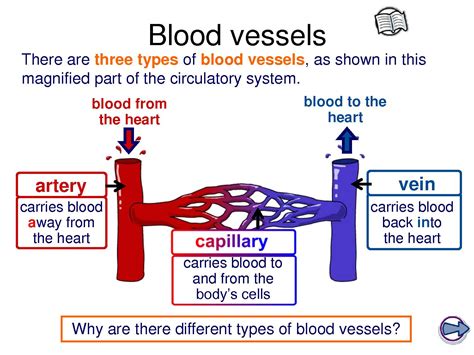 System Circuit Diagram Blood Vessels