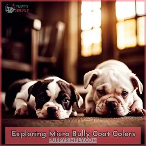 Micro Bully: Lifespan, Size, Health, and Care