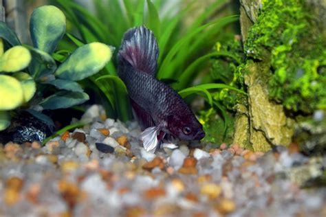 Betta Fish Tank Setup: What to Put In? - The Aquarium Life