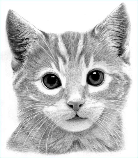 Dessins Chats Rigolos Beau Photos 1001 Exemples Et Tutoriels Ment ...