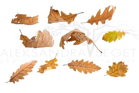 Falling Leaves Overlays, Digital Overlay, Autumn Overlays, Leaf Overlay ...