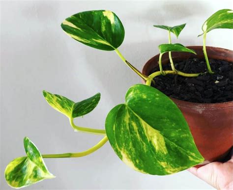 Pothos Moss Pole - Pothos Plant