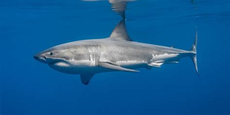 All About Sharks: Great White Sharks