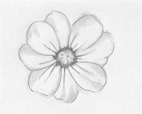 Pencil Sketch Images Flowers at PaintingValley.com | Explore collection ...