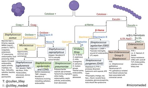 Gram Negative Bacteria Chart