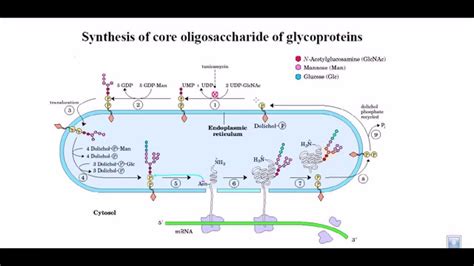 Glycoprotein