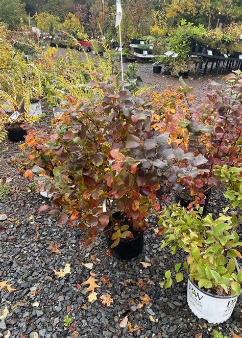 Fothergilla maj. Mt. Airy Fothergilla, Mt. Airy, #3 - Behmerwald Nursery