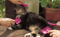 Cat GIF - Find & Share on GIPHY