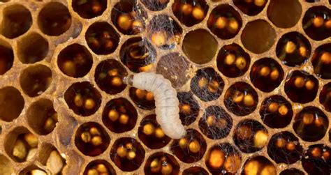 Small Hive Beetle Larvae vs. Wax Moth Larvae (Tell The Difference ...