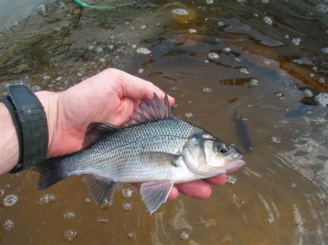 White Perch (Morone americana) | Oklahoma Department of Wildlife ...