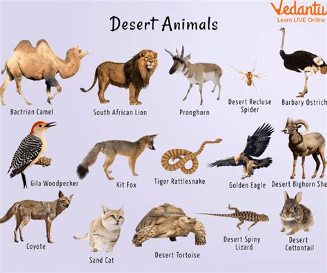 Desert Biome Animals