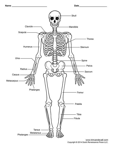 Skeletal System Diagram Without Labels