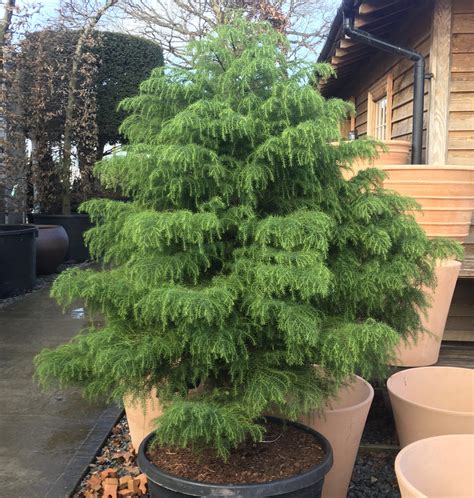 Buy Cryptomeria Japonica 'Elegans viridis' - Architectural Plants