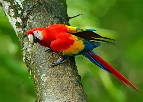 Top 10 Macaw Facts Rainforest Cruises, 48% OFF